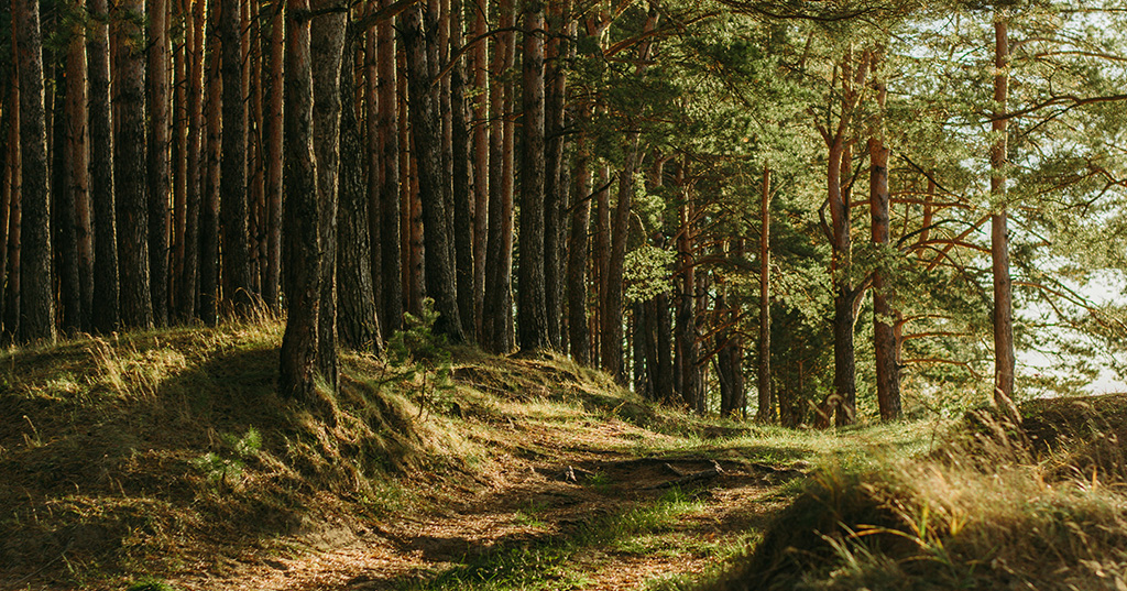 Forest by irina-iriser-unsplash